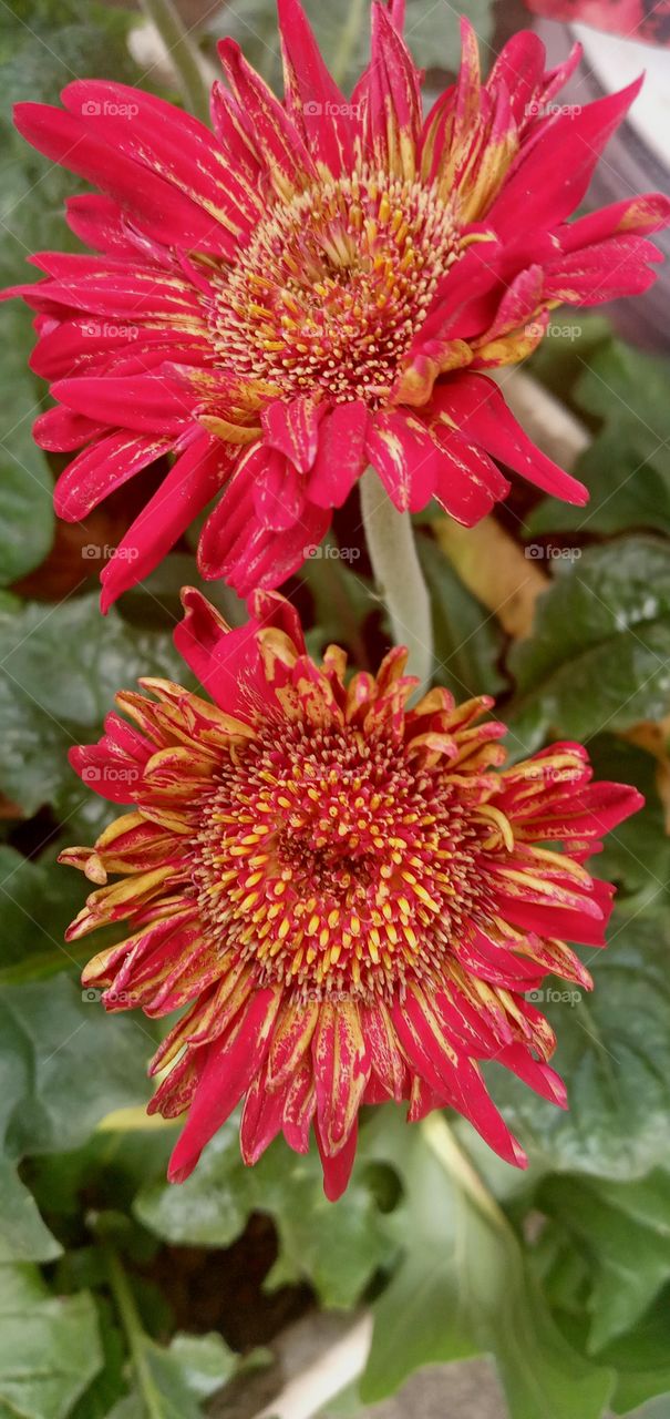 linda perfeição de Deus