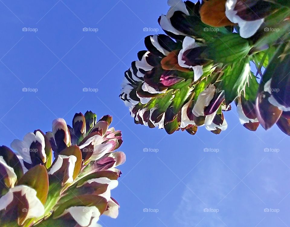 looking at flowers from a different angle