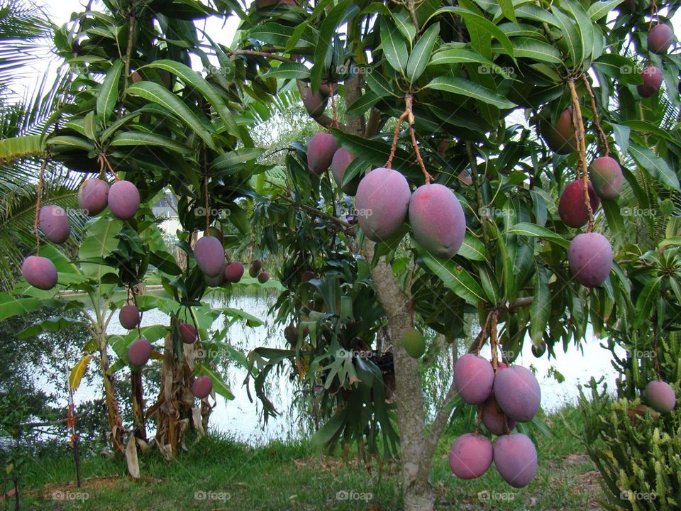 Mango. Mango Garden