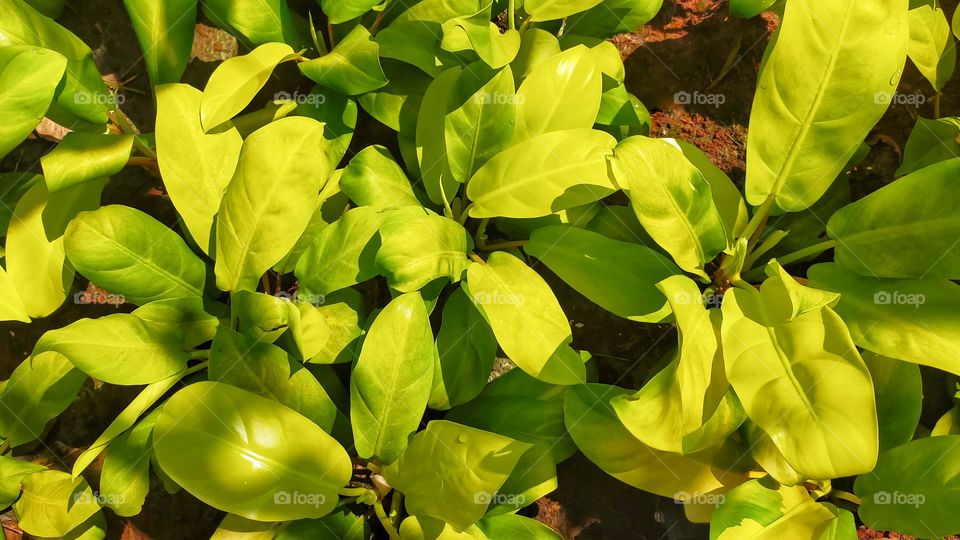 Philodendron erubescens under the shade with green lemon bright color.