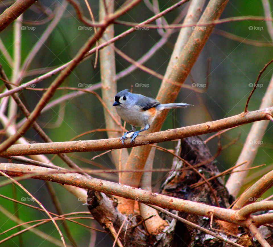 Bird perched on a branch in the tree