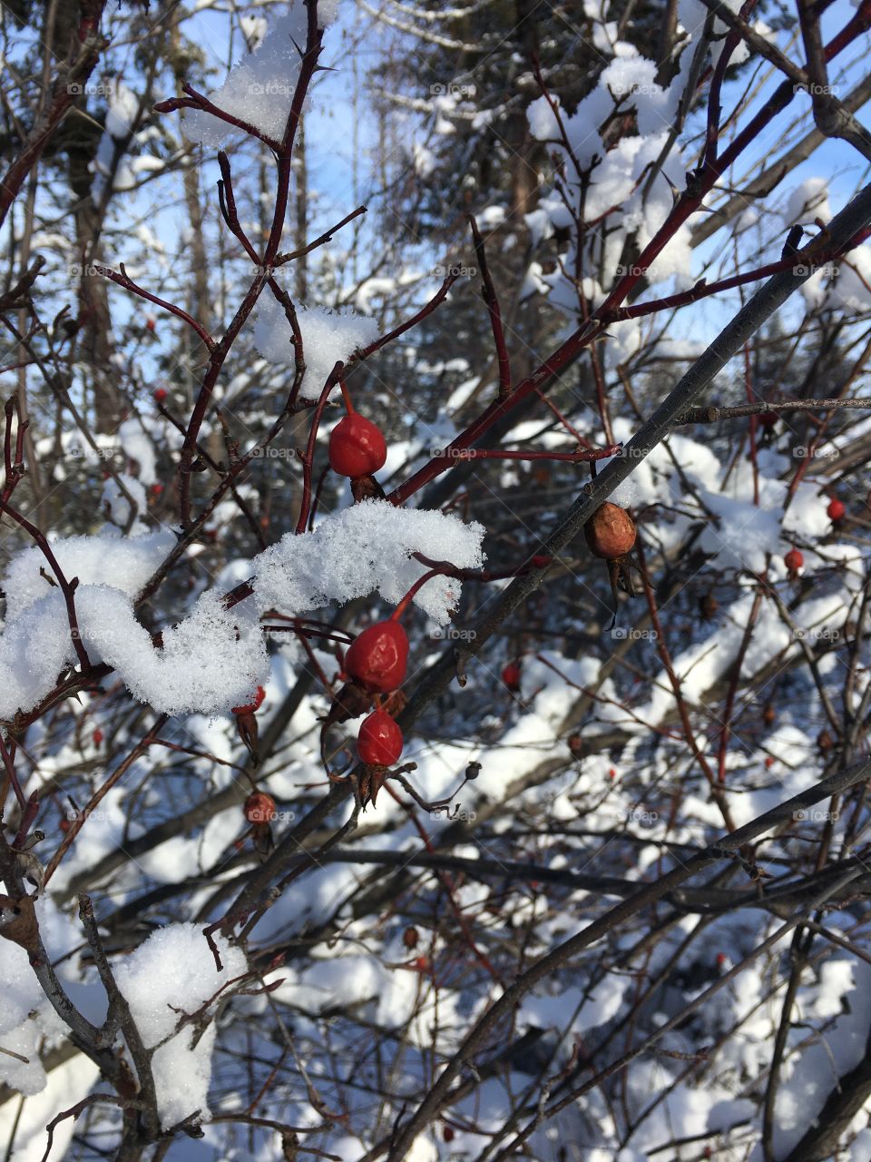 Snow and berries 