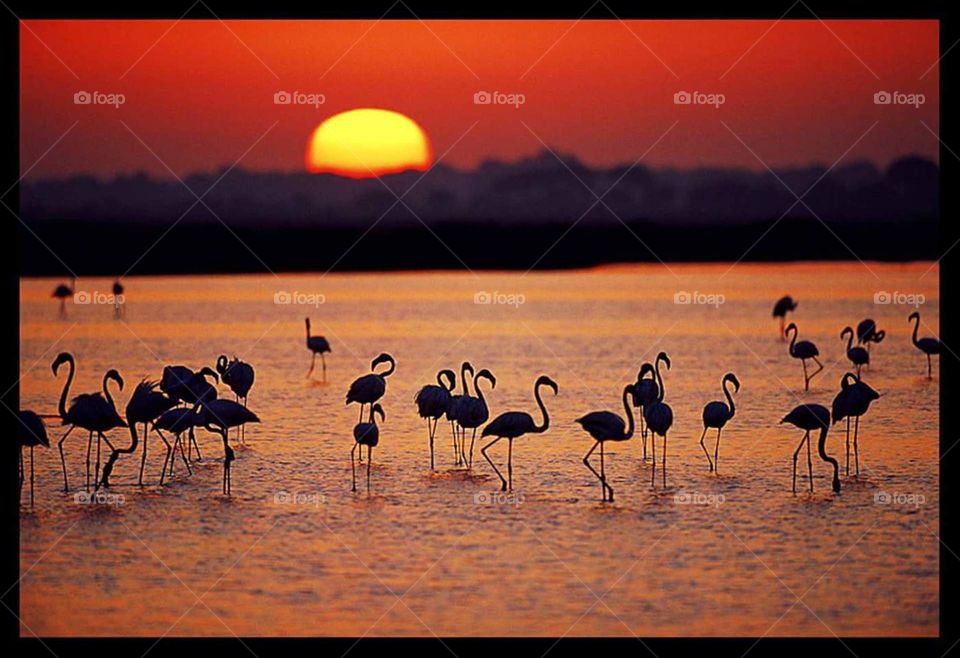 Water sunset animals sun