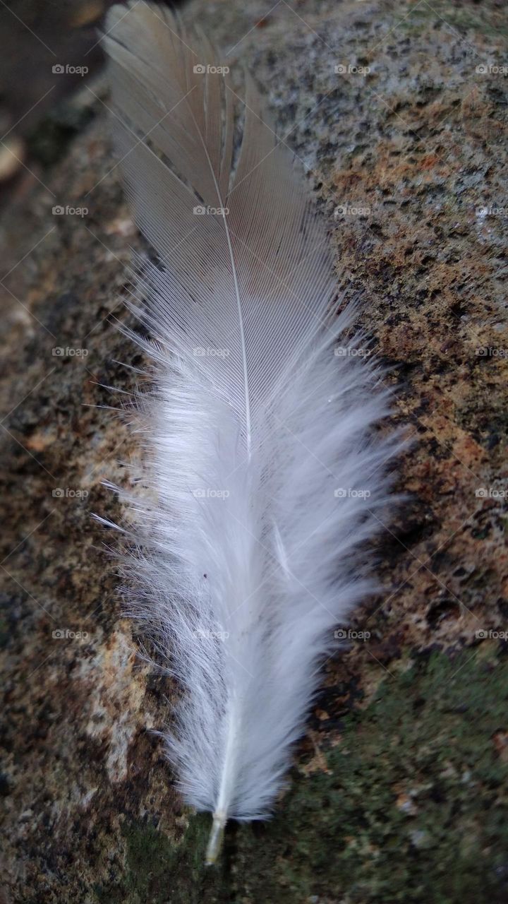 Fine chicken feathers on the ground