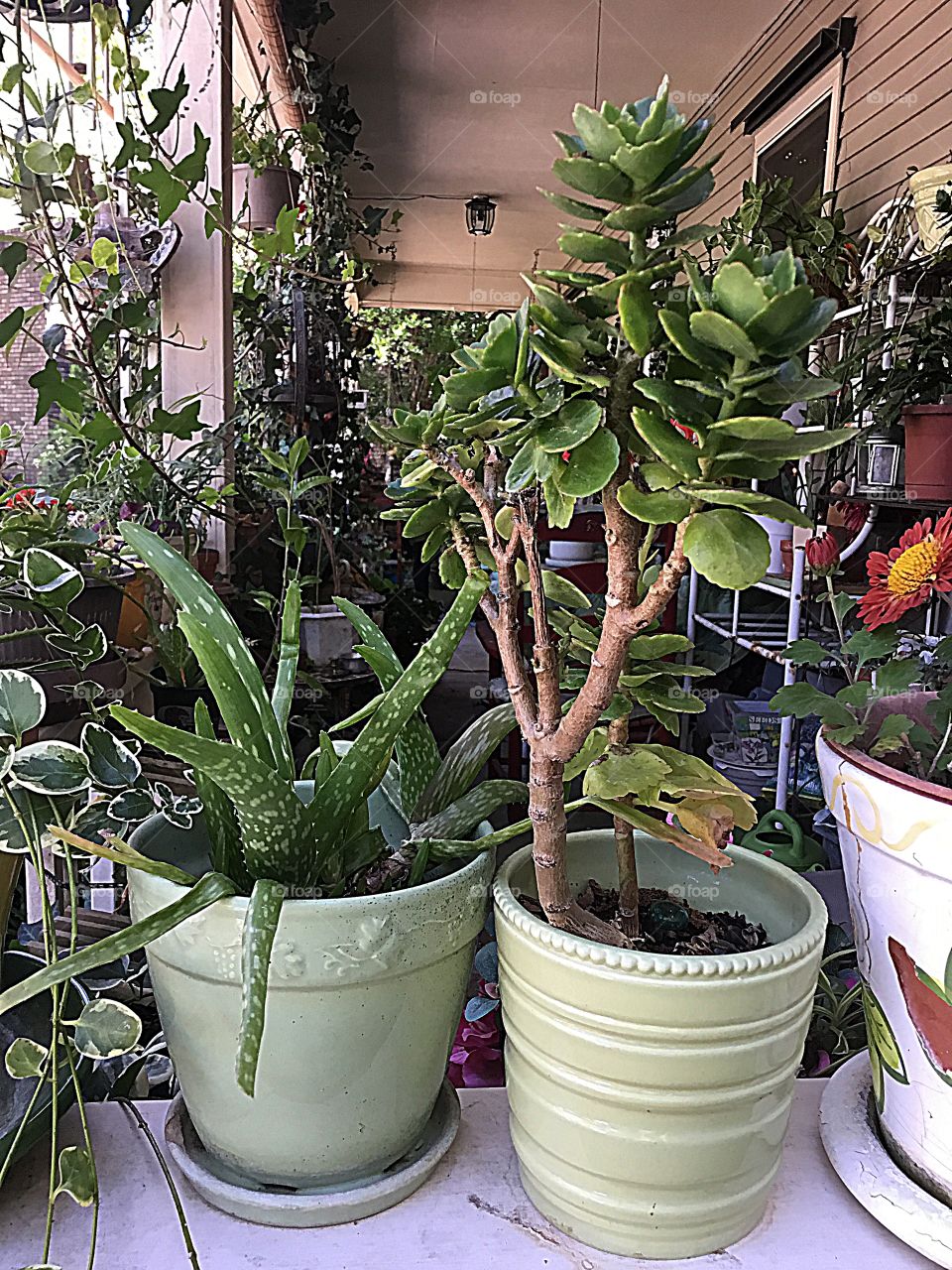 Pot, Flora, Houseplant, Leaf, Flower