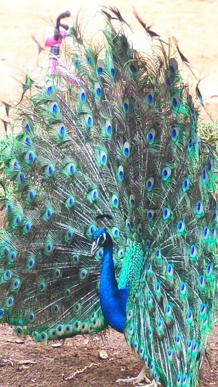 pavo real