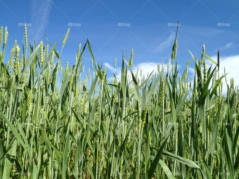 Corn in the sky