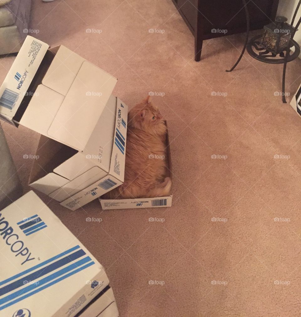When you're moving and the cat just desperately wants to be in a box...