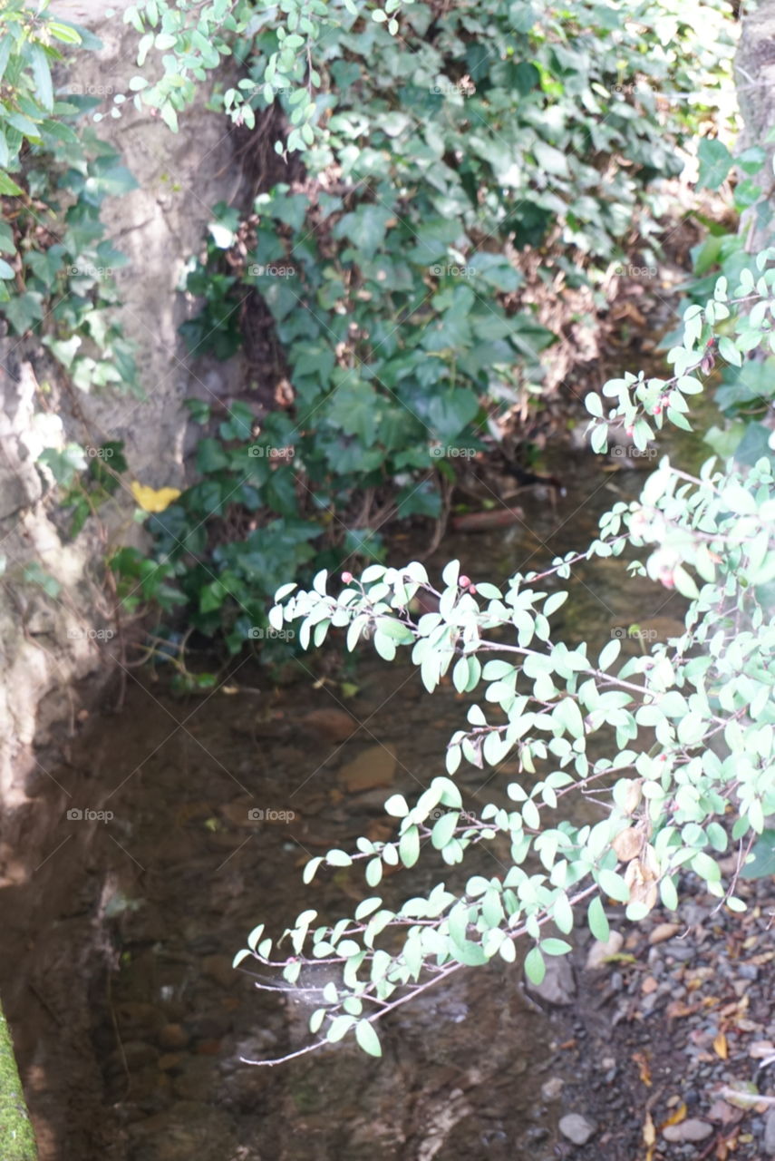 The small Nature Creek running through the small  Village 
Spring 
California