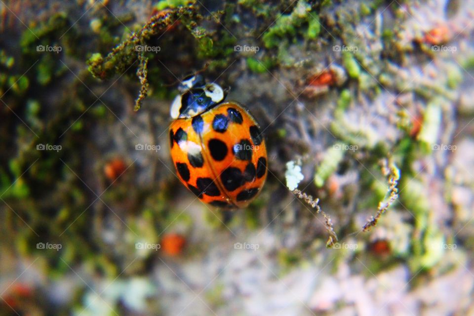 Closeup ladybug 