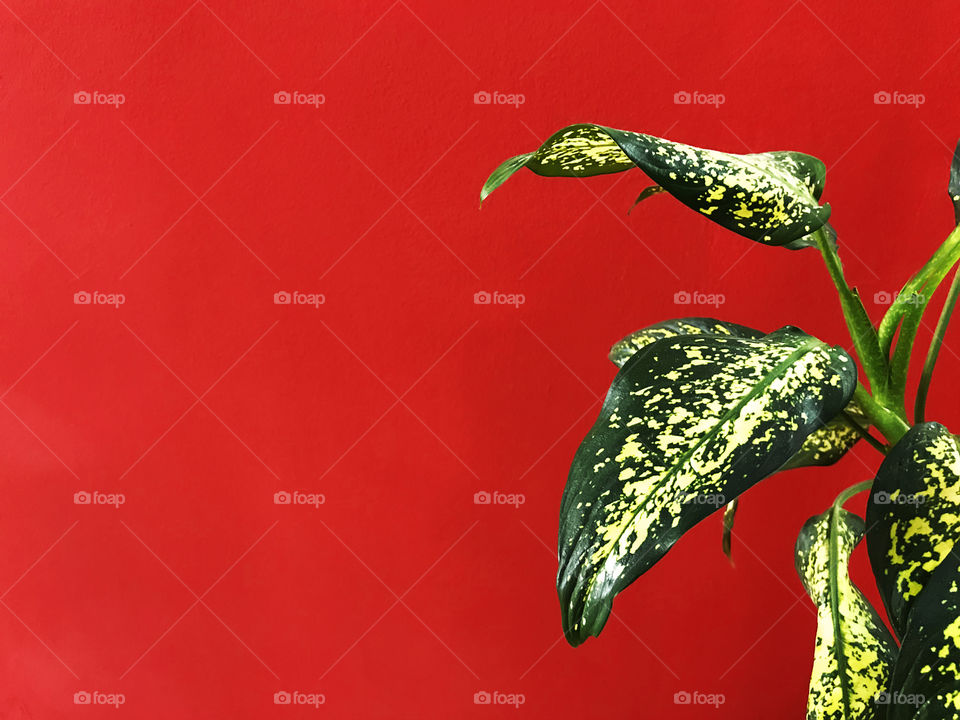 Green leaves on red background 