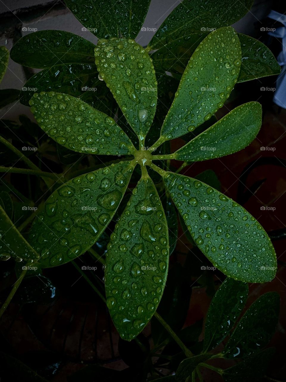 For the lucky and fortune 🍀