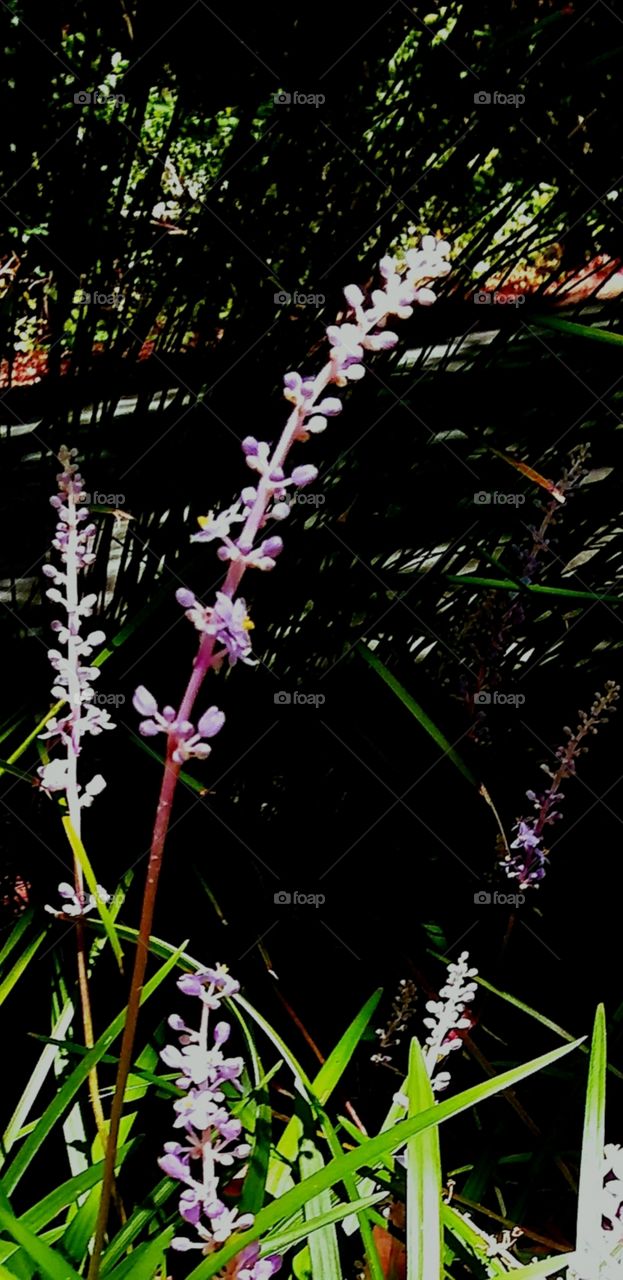 tiny purple flowers at dusk