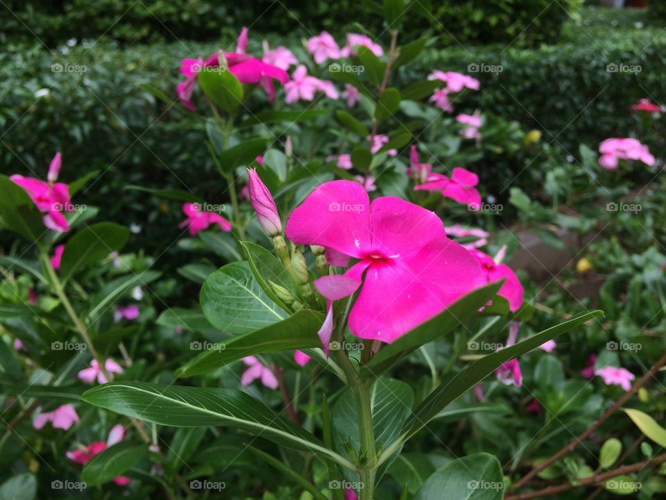 #flora #flower #pink #refresh #outdoor #city 
