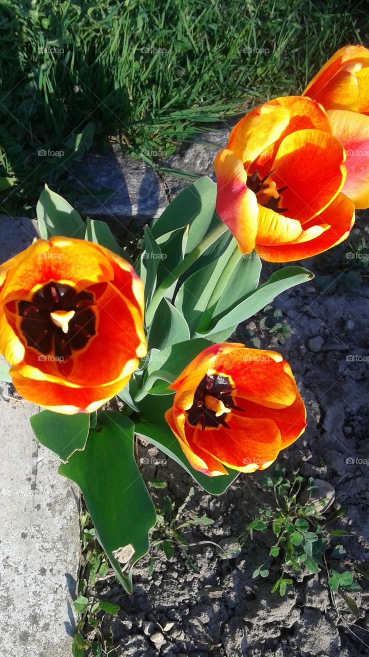 bright tulips 