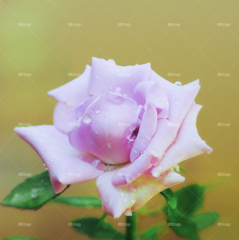 Pink rose flower