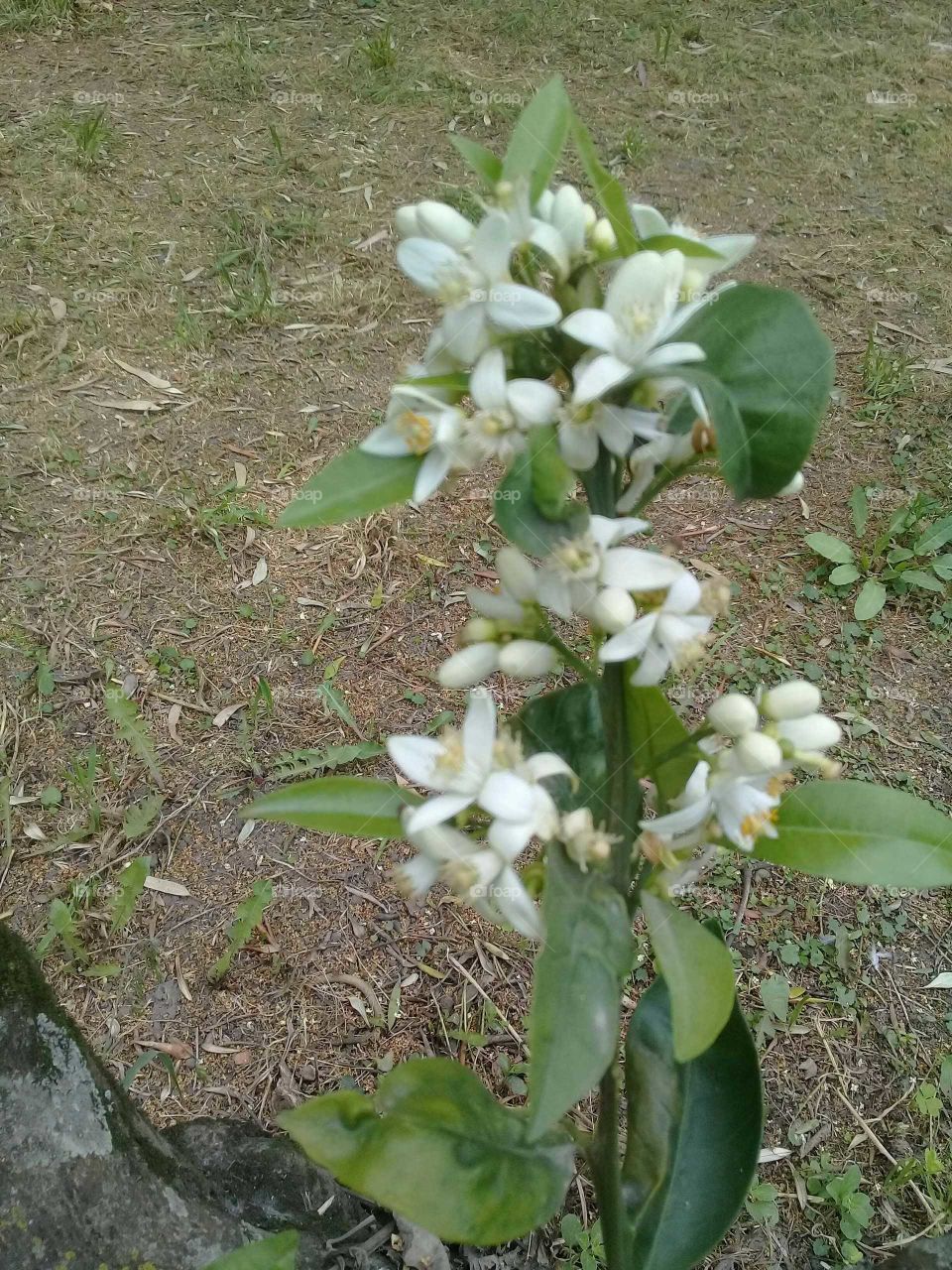 árbol de cítricos cargado de flores  (azahares)