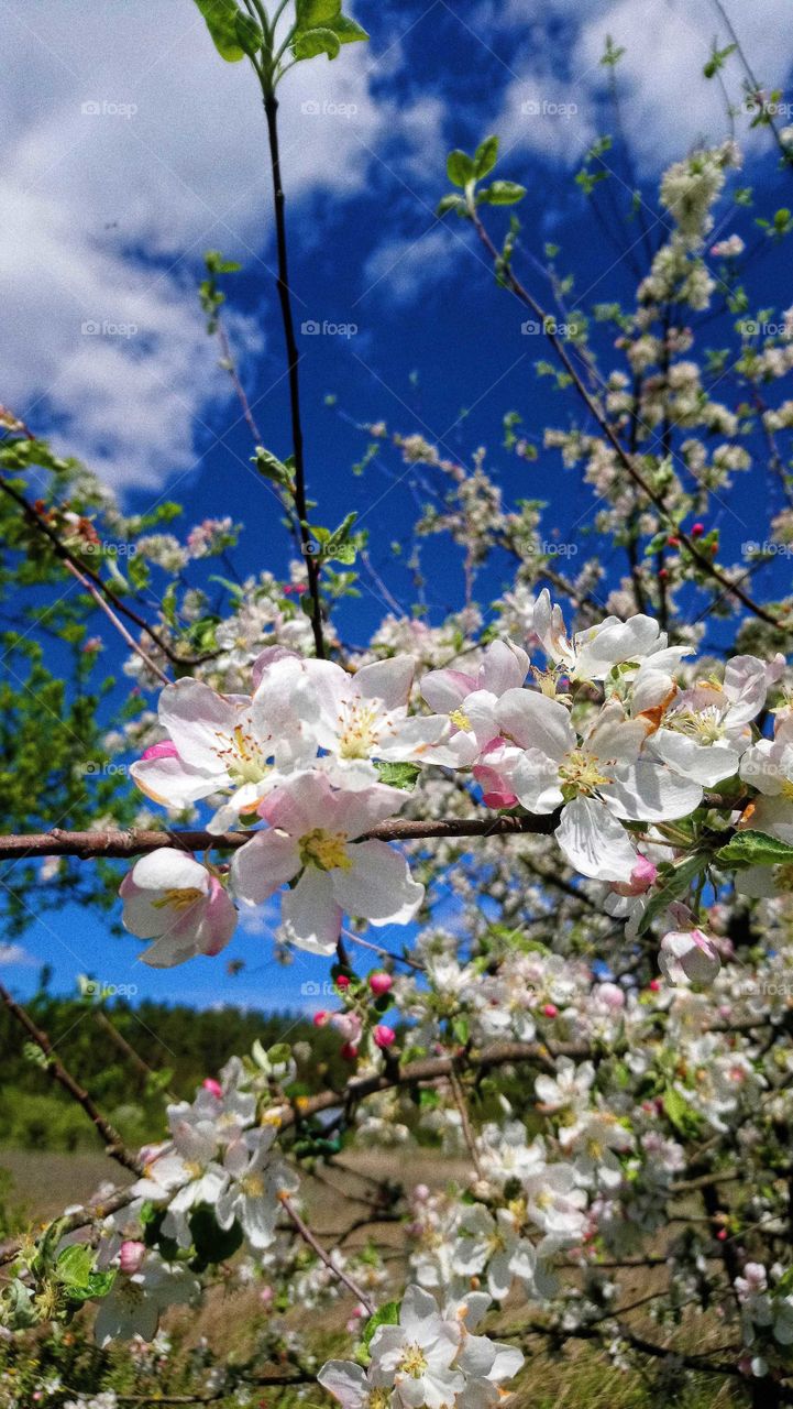 In love with the apple blossoms 😍