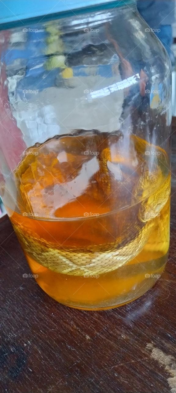 snake preserved