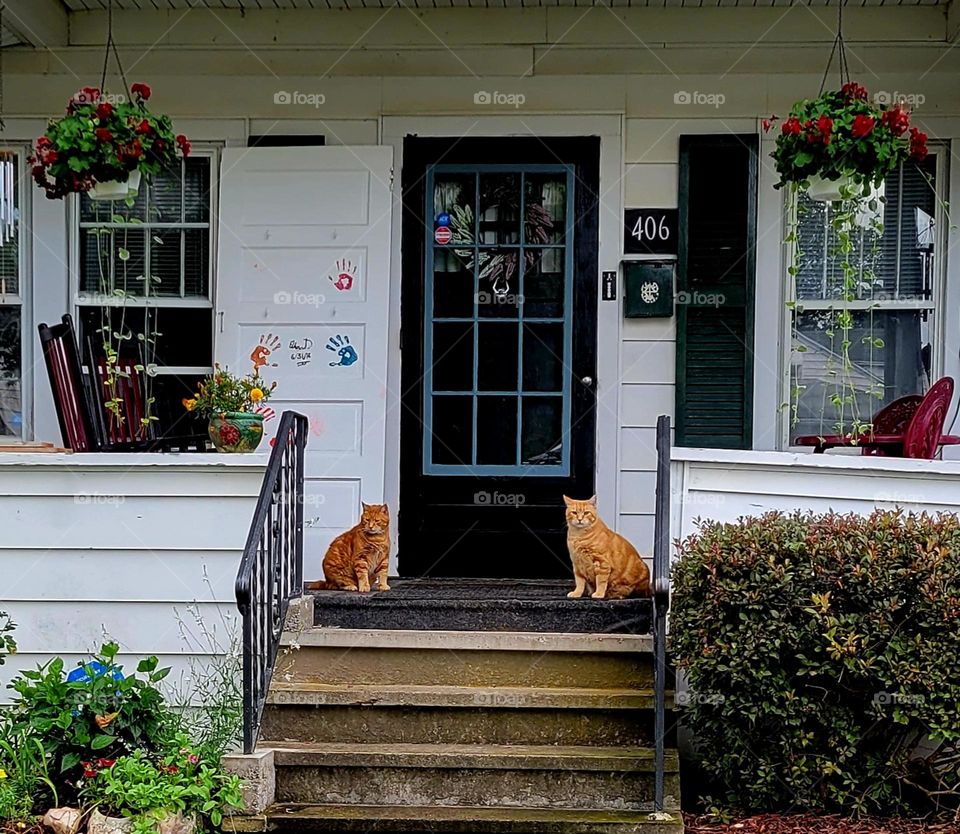 cat guards