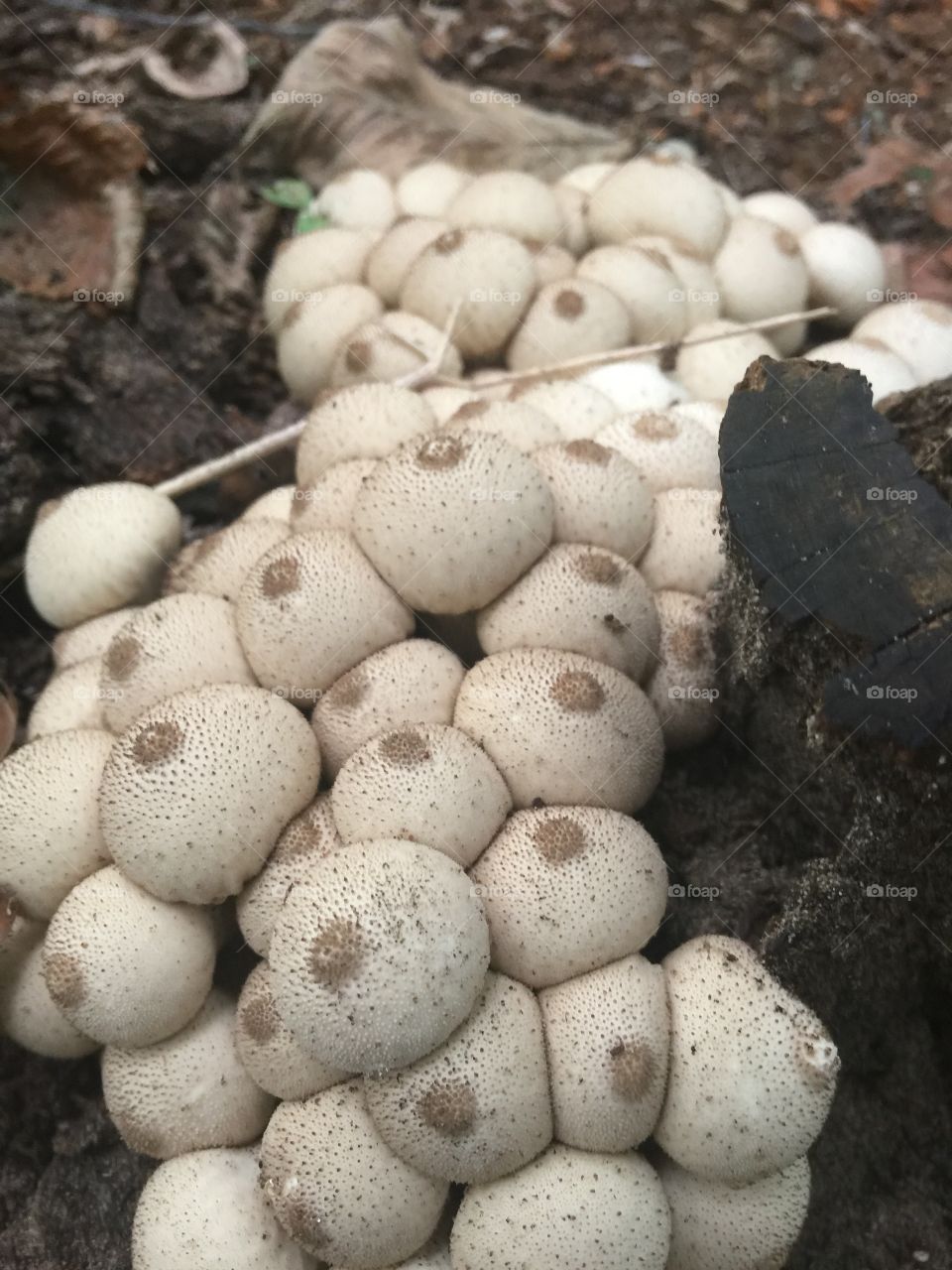 Mushrooms that look like boobs