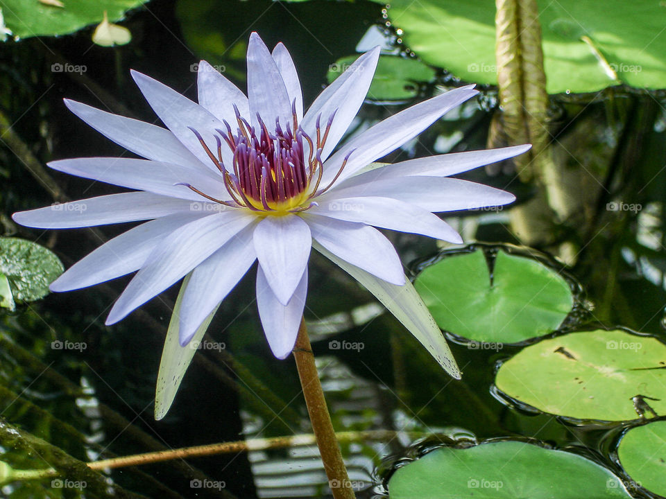 Water lily