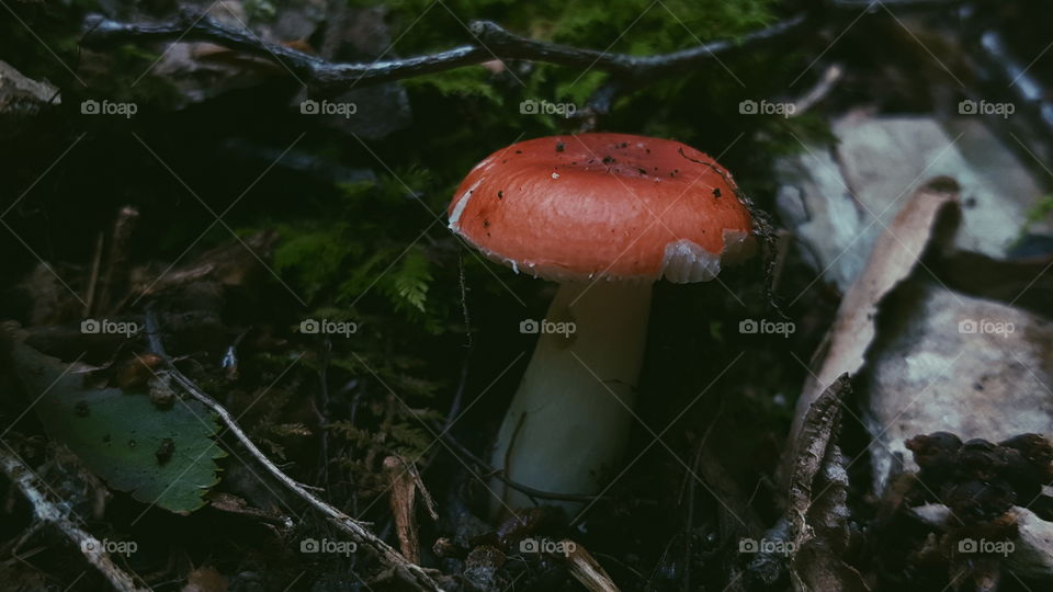 fungi