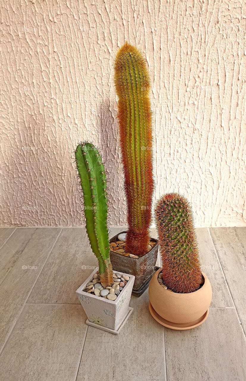 cactus house plants in the pots on a wall background