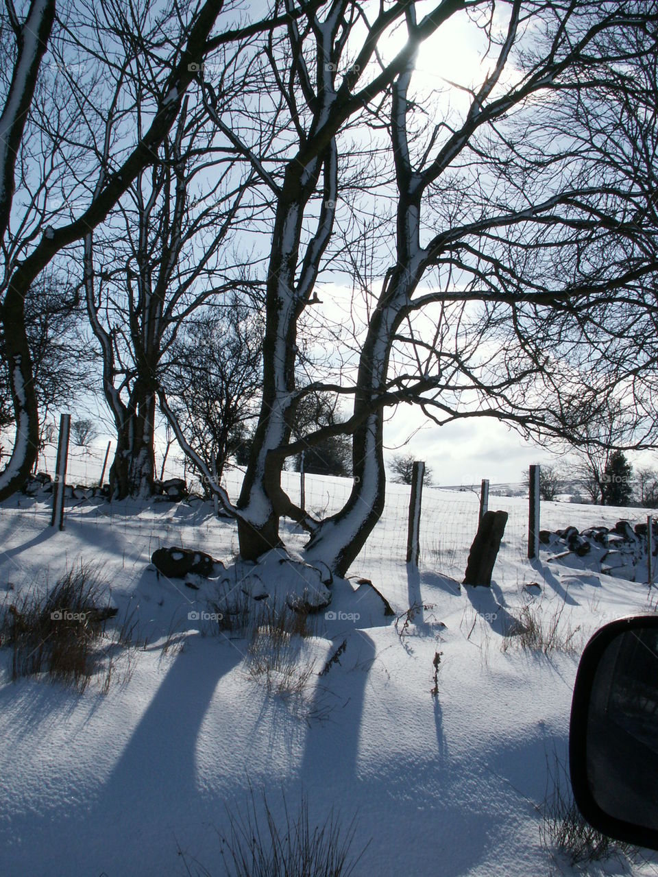 Snow clad trees