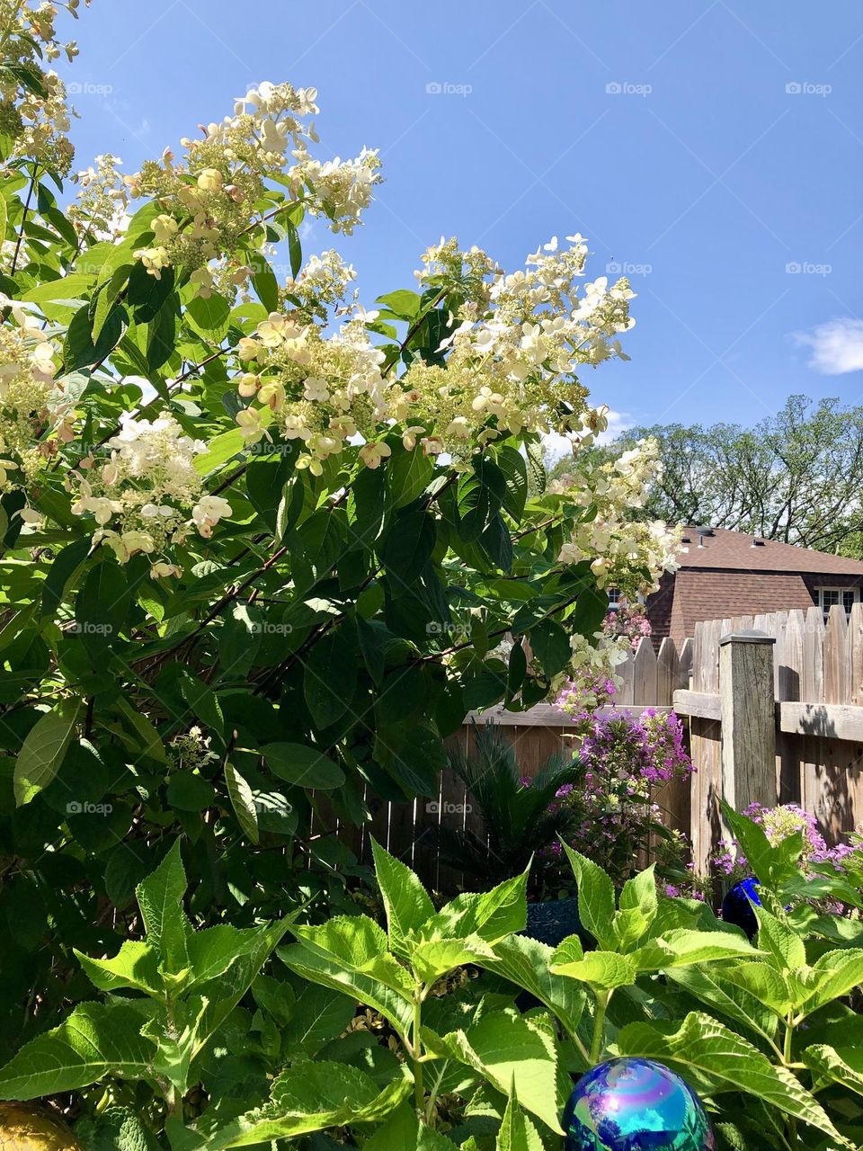 Huge blooming bush with white flowers 
