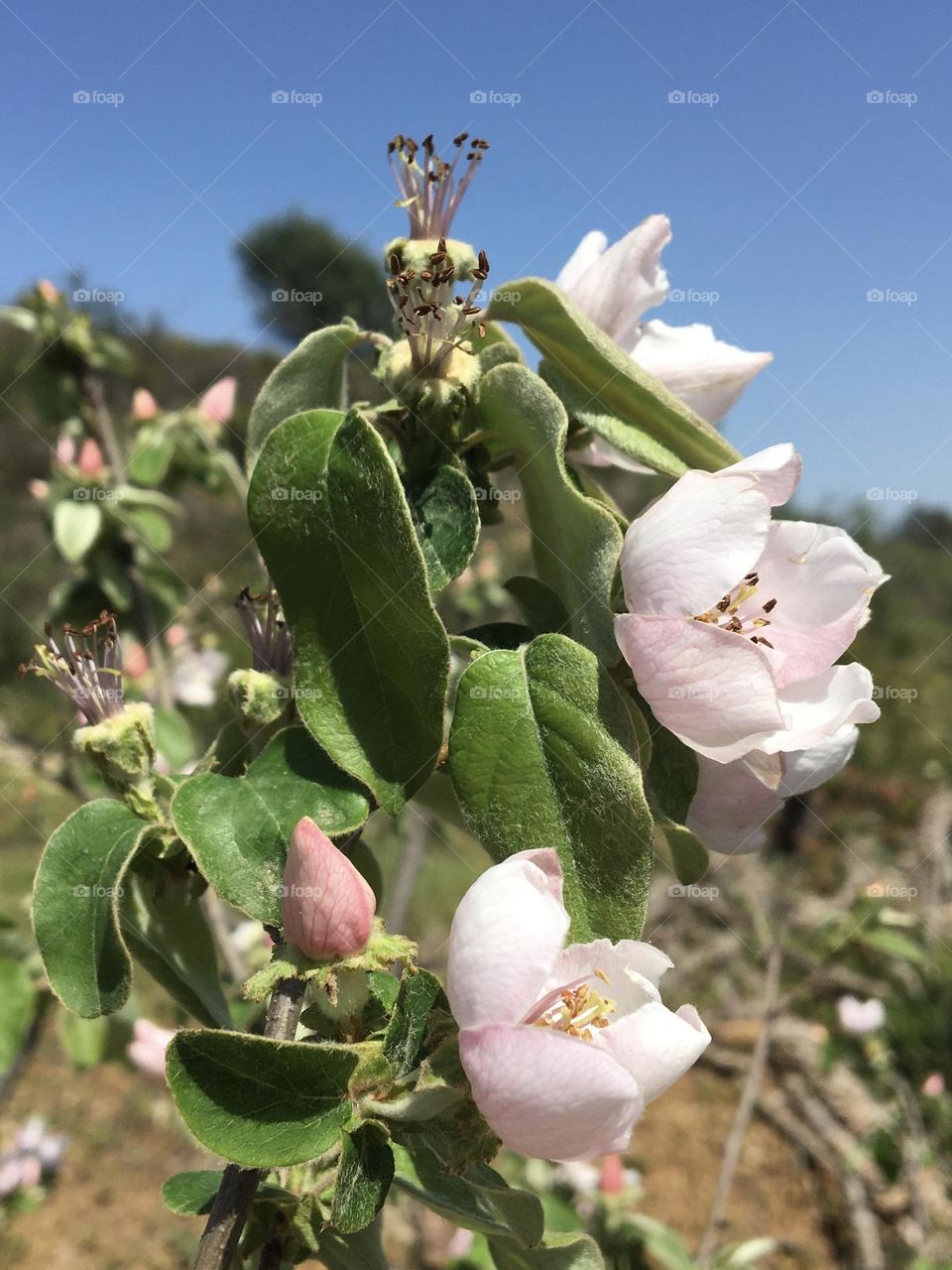 Apple tree flowers on spring blue sky