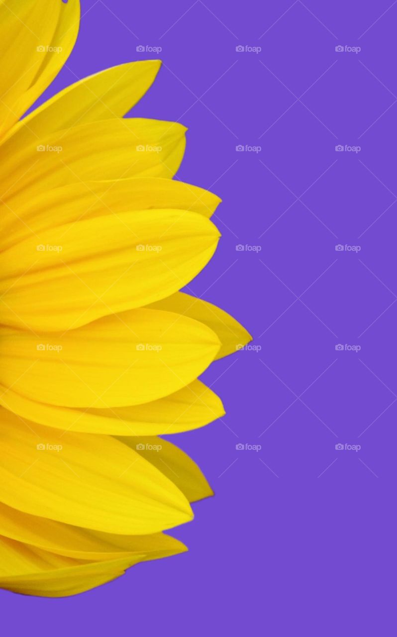 Contrasting yellow and purple colors