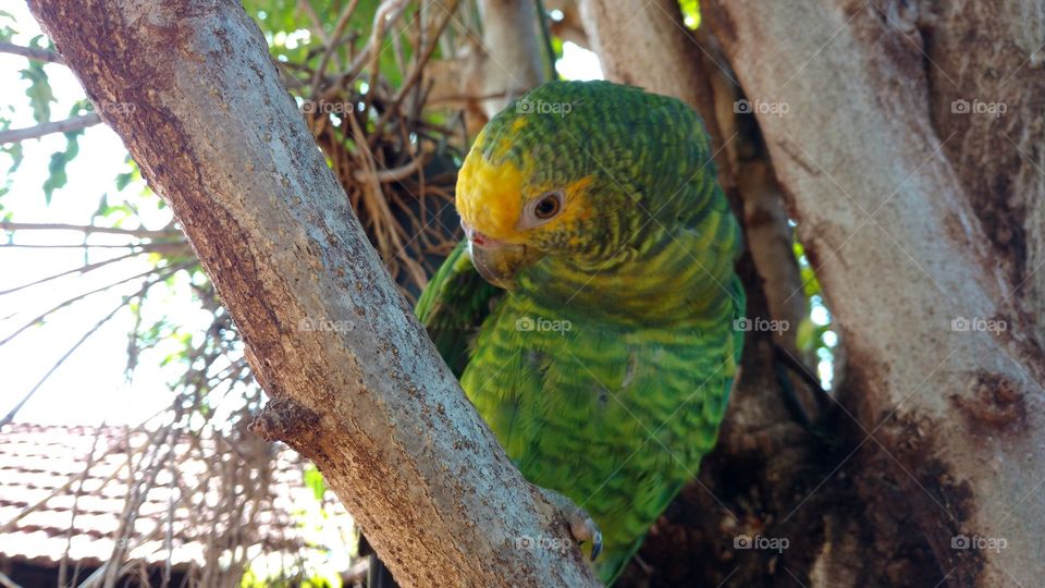 Ave. Papagaio bonito sobre os galhos.