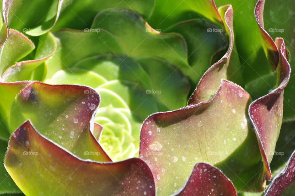 Beautiful cactus plants