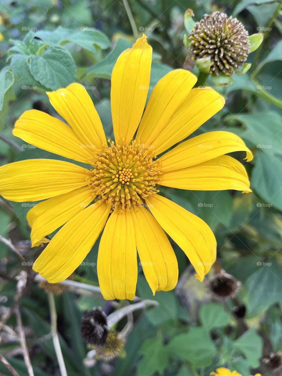 Close-up of a yellow tropical flower
