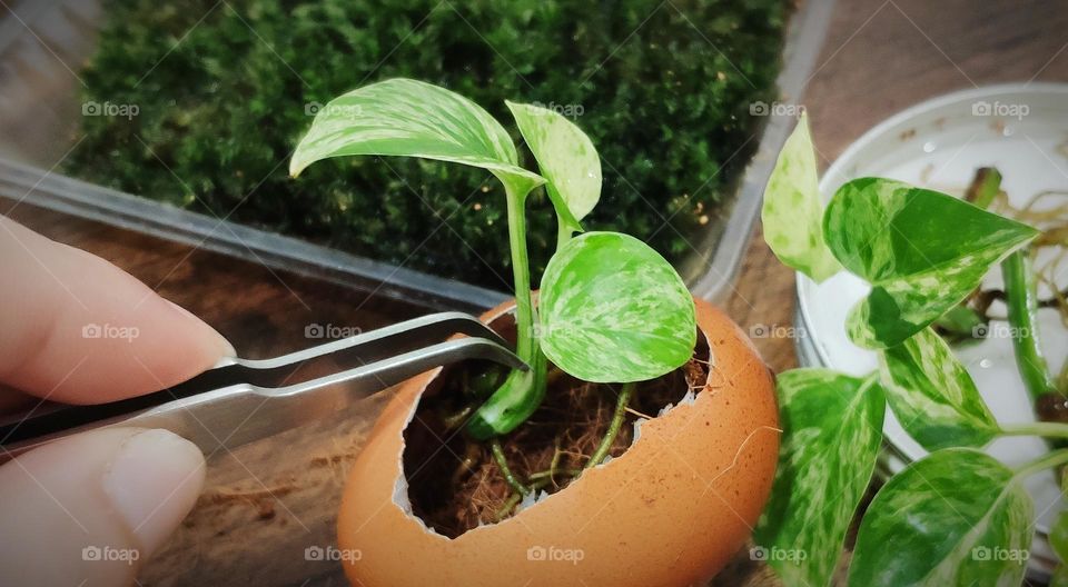 Planting Pothos (Devil's Ivy) plant on egg shell.