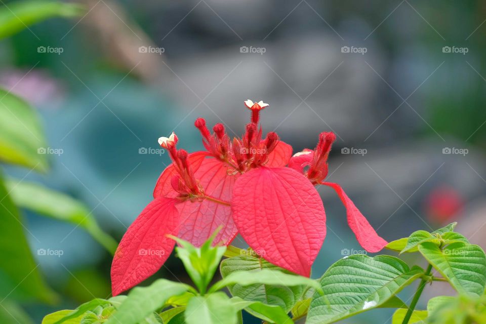 red flowers