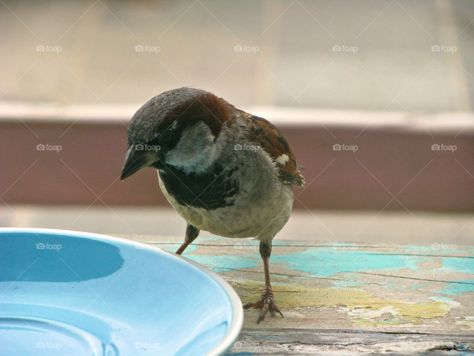 Sparrow on my plate