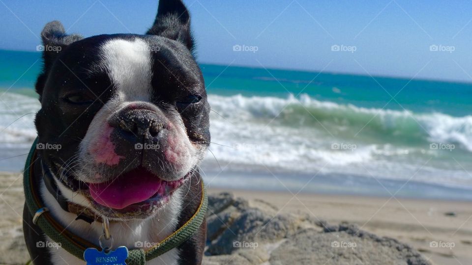 Beach dog