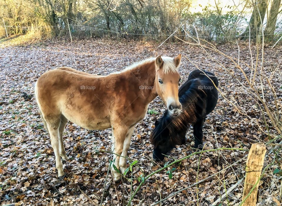 Small horses ponies are always Baby animals