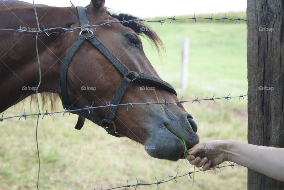 man feeding a horse over a fence