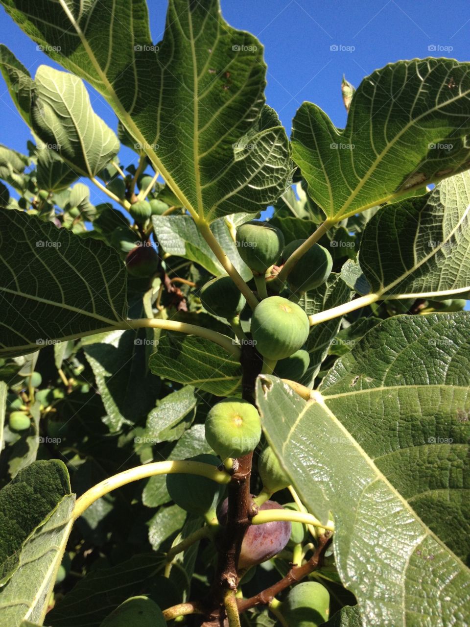 Figs ripening on the tree