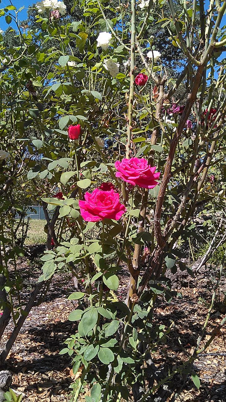 Rose garden. At the park