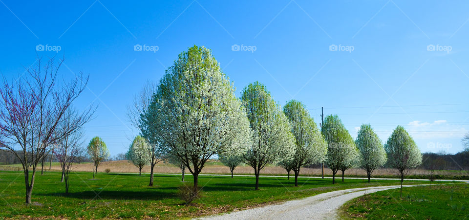 row of pear trees blooming in spring