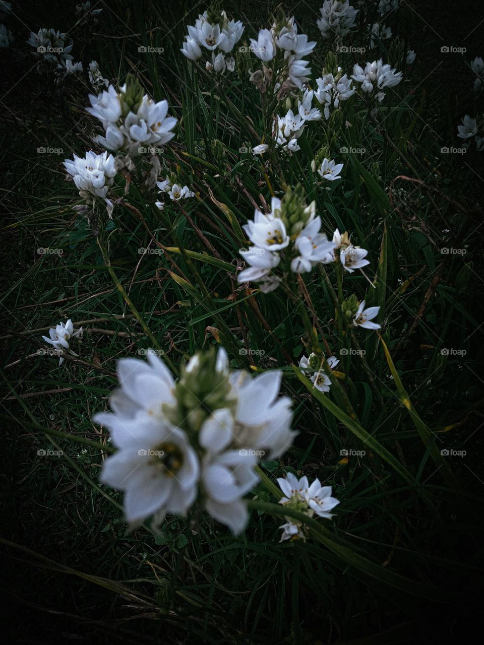 Beautiful white followers