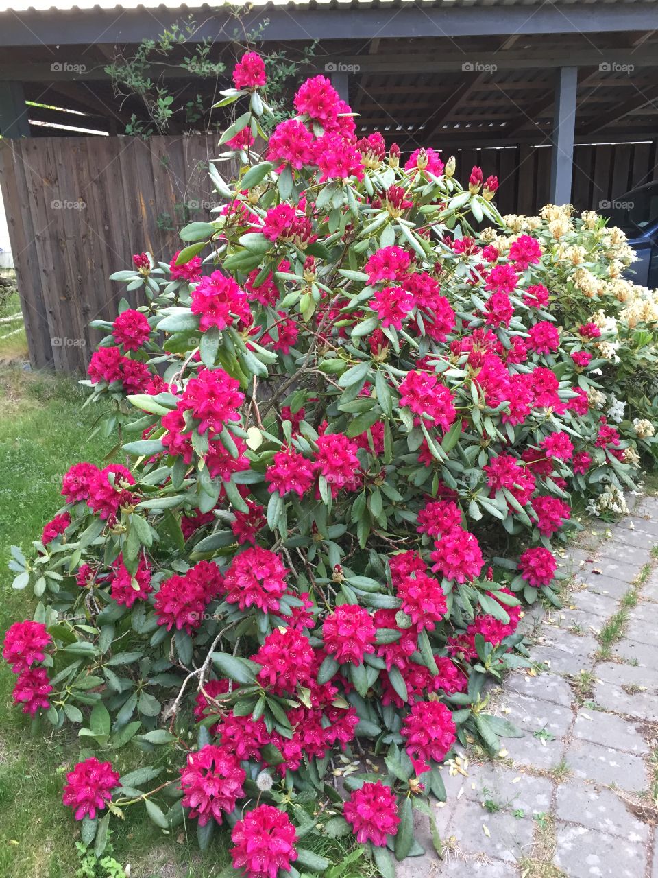 Rhododendron in my garden 