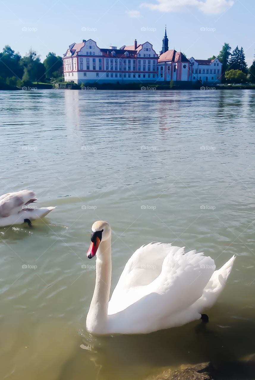 A white swan swims in this Austrian river, sun shining, and an 19th century in the background surrounded by trees