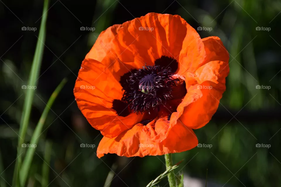 beaitiful flower