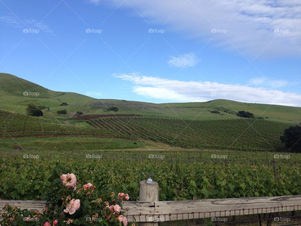 Grape Vines in Wine Country . Vineyards in Napa, CA