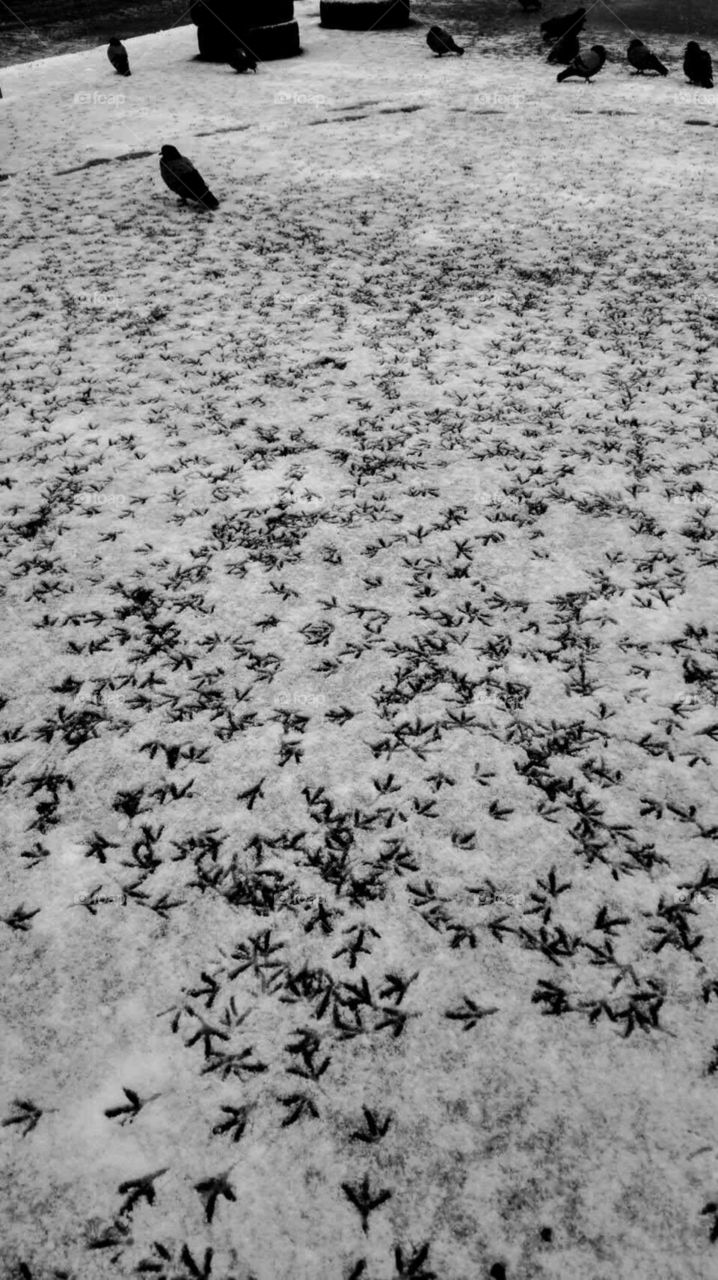 World in black and white: many birds paws in the snowfield.